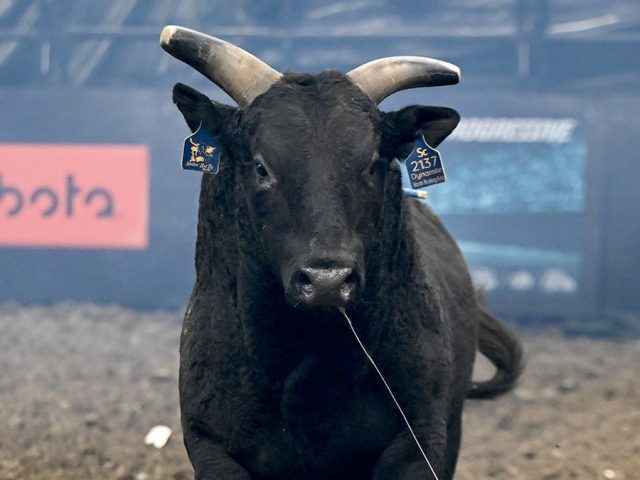 From training to retirement, the bucking bulls of PBR live like star athletes