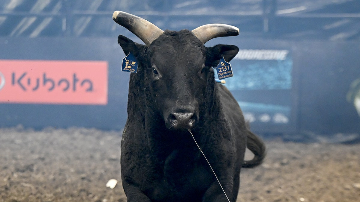 From training to retirement, the bucking bulls of PBR live like star athletes  at george magazine