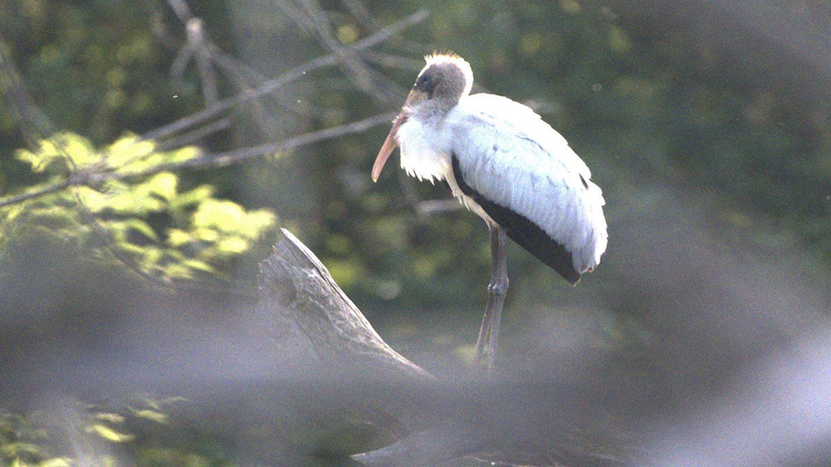 Rare sighting as threatened bird species likely got lost, ending up 1,000 miles from home in Wisconsin  at george magazine