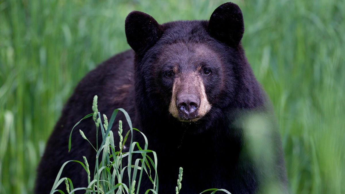 Arkansas man, 72, mauled by 70-pound bear, hospitalized with 'extensive' injuries  at george magazine