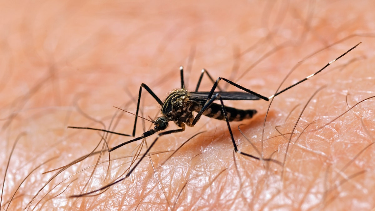 Potentially severe mosquito-borne virus surges in US above normal levels  at george magazine