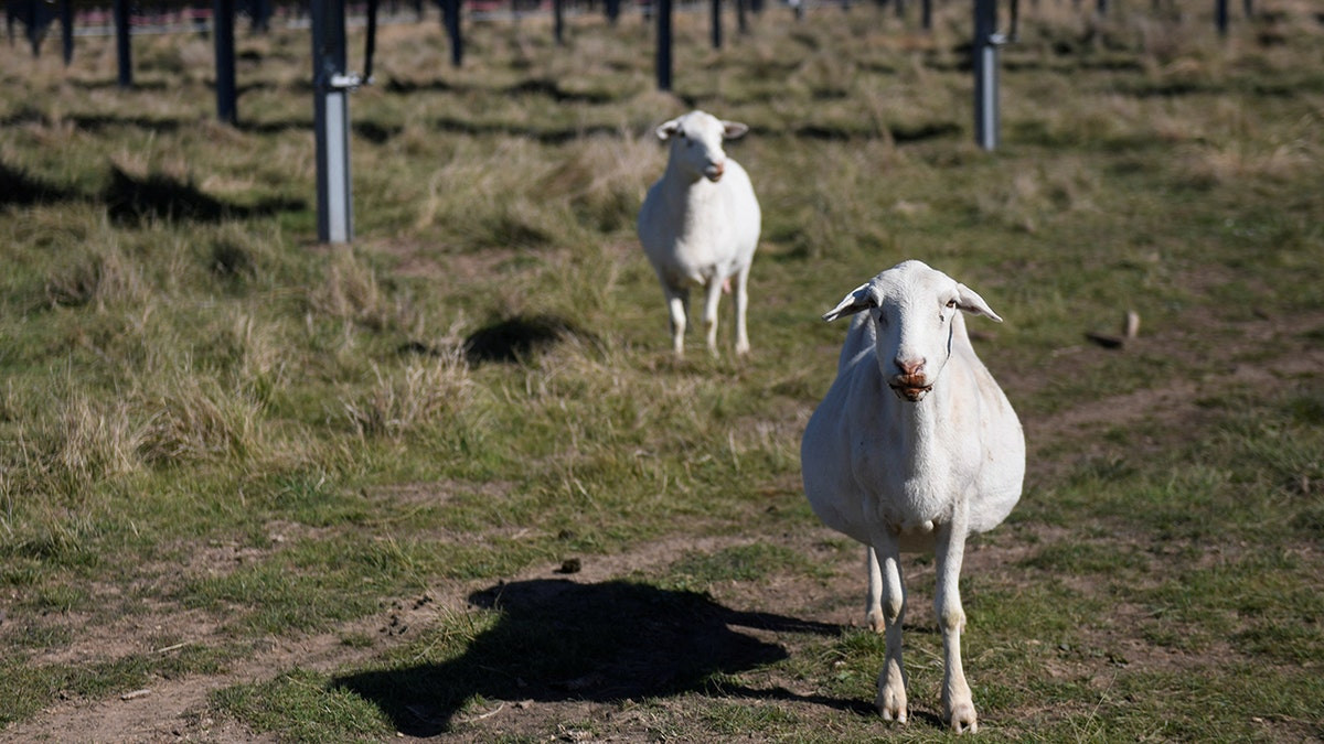 Solar companies deploy sheep across farms in growing green energy trend  at george magazine
