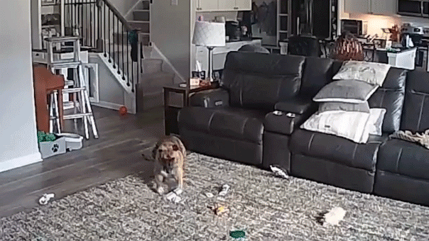 Fire chief's dog escapes unharmed after chewing on lithium-ion battery, sparking house fire  at george magazine