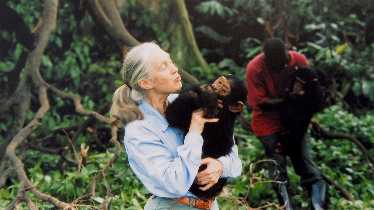 Jane Goodall, pioneer who discovered chimpanzees use tools, dead at 91 during U.S. tour  at george magazine