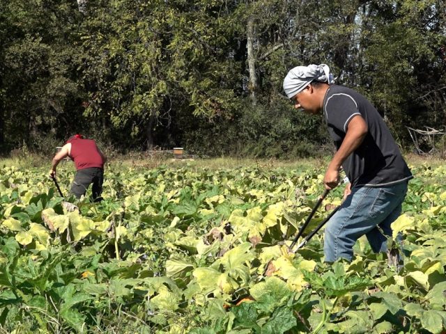 Drought conditions leave pumpkin farmers with empty fields and smaller crops