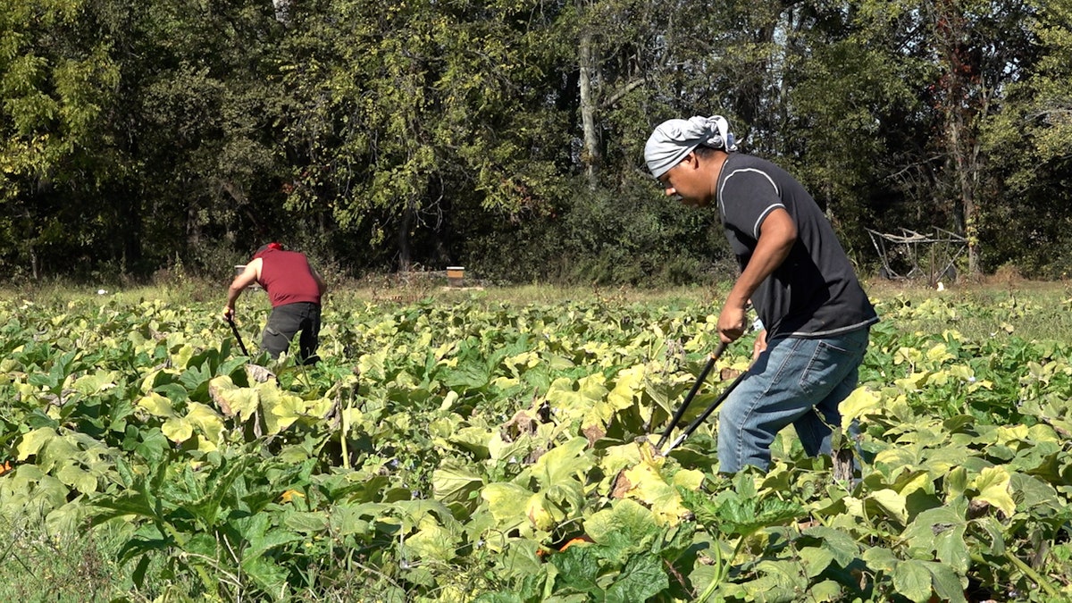 Drought conditions leave pumpkin farmers with empty fields and smaller crops  at george magazine
