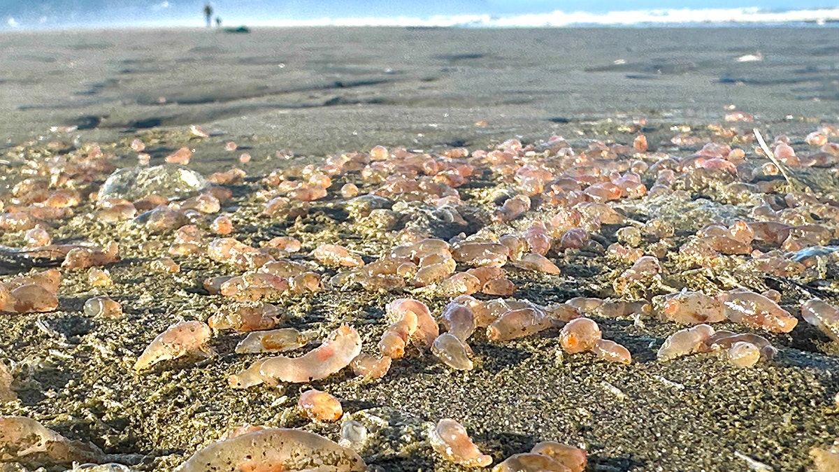 Thousands of mysterious sea creatures 'littering' coastal town: See the photos  at george magazine