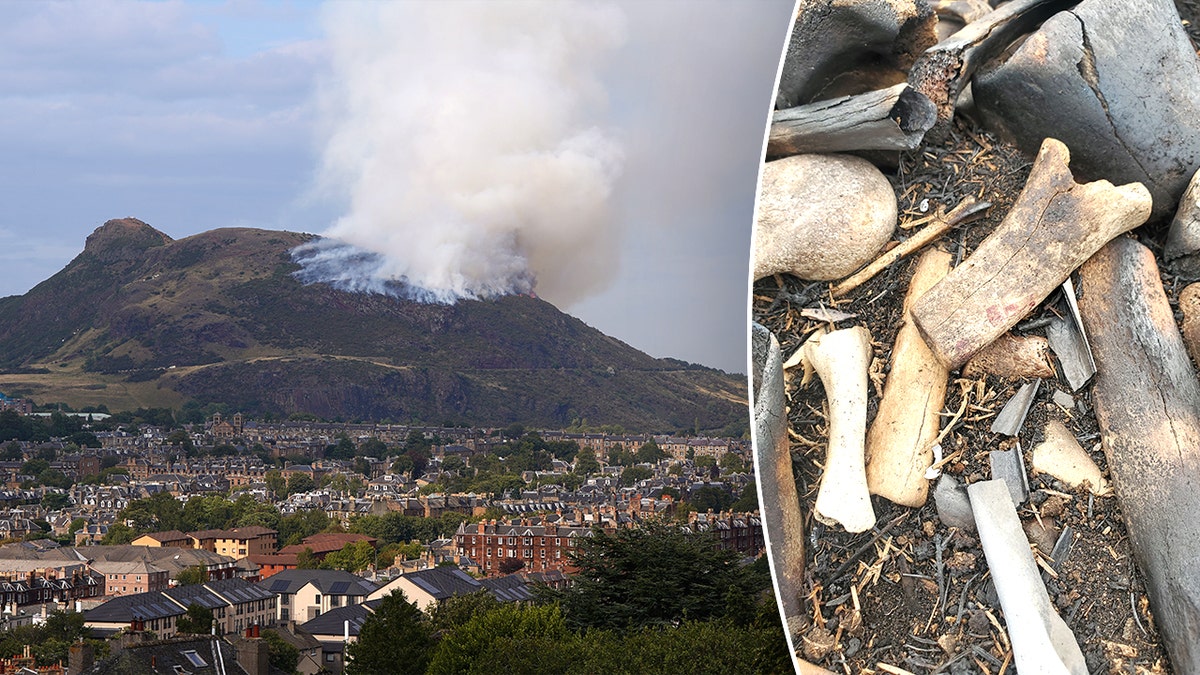 Mysterious pile of bones discovered near popular landmark triggers urgent investigation at george magazine