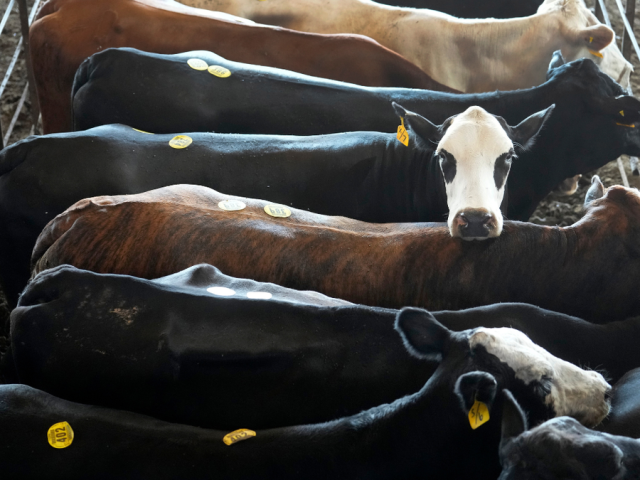 America’s smallest cattle herd in 70 years means rebuilding will take years and beef prices could stay high
