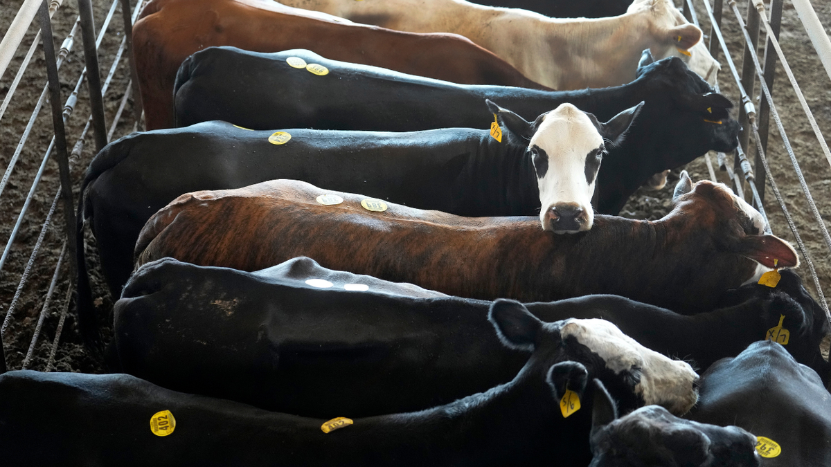 America’s smallest cattle herd in 70 years means rebuilding will take years and beef prices could stay high at george magazine