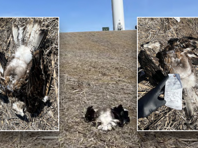 Green energy company in the hot seat after bald eagles knocked out of the skies