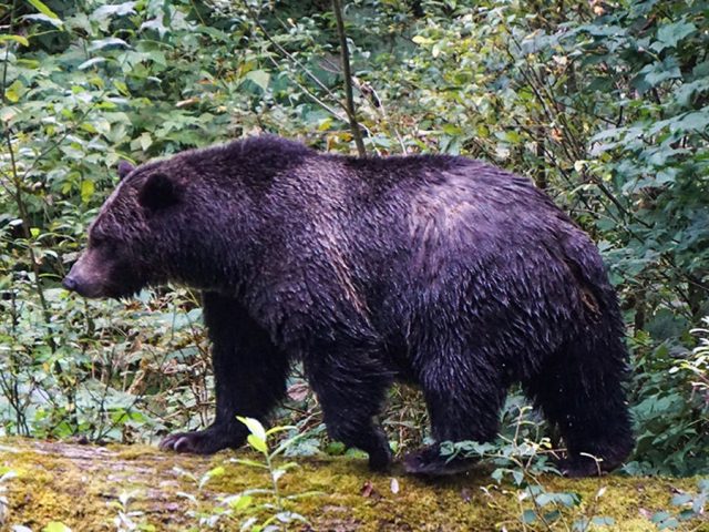 Teachers called ‘true heroes’ after repelling grizzly bear that attacked school group, injuring 11
