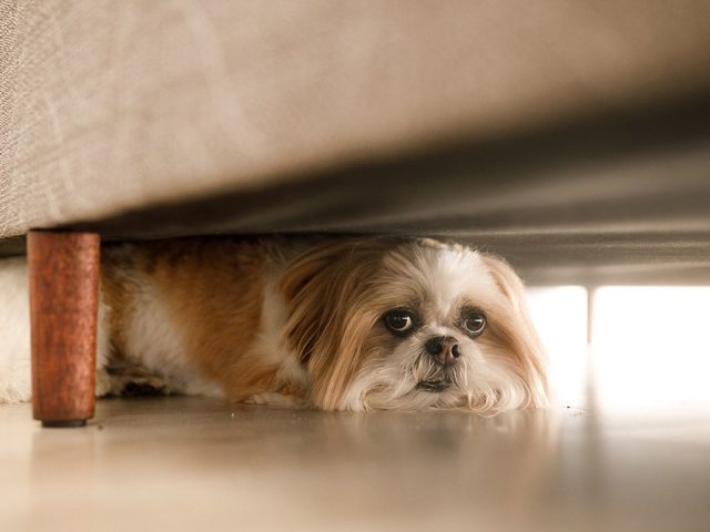 JONATHAN TURLEY: When the law goes to the dogs