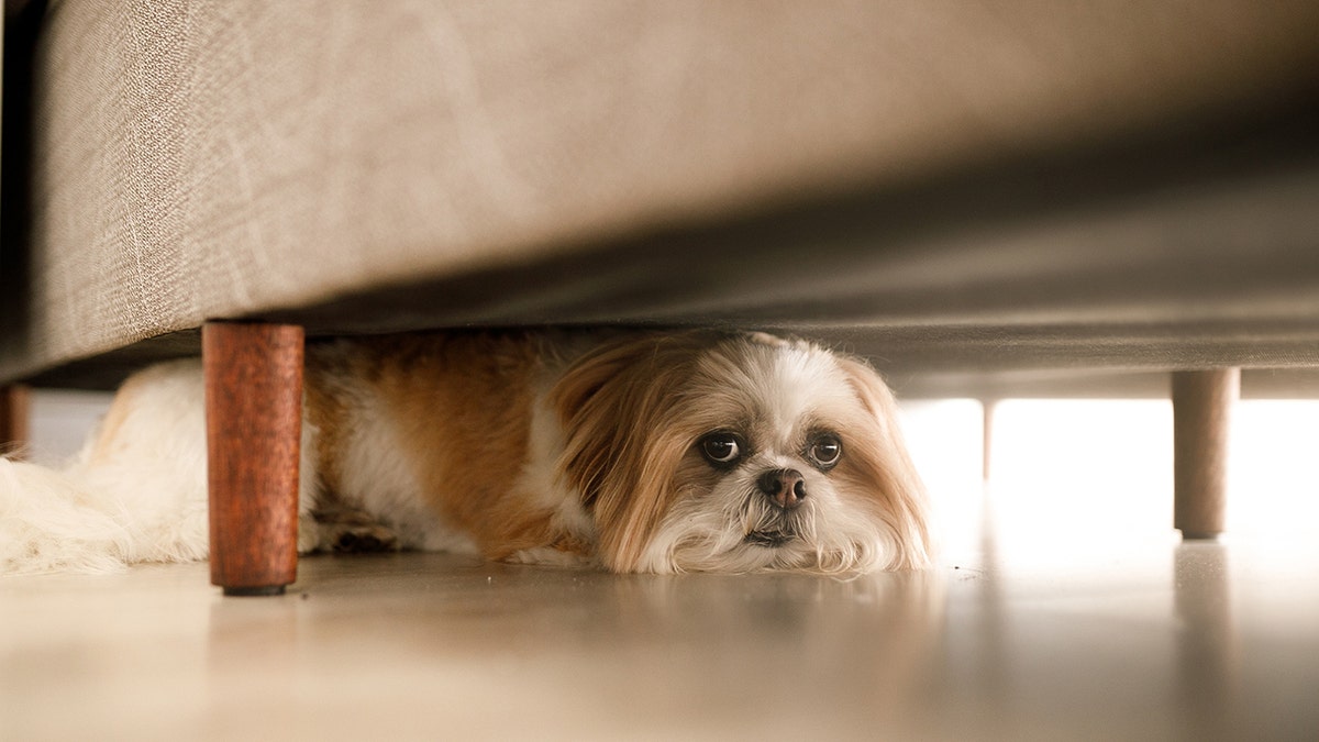 JONATHAN TURLEY: When the law goes to the dogs at george magazine