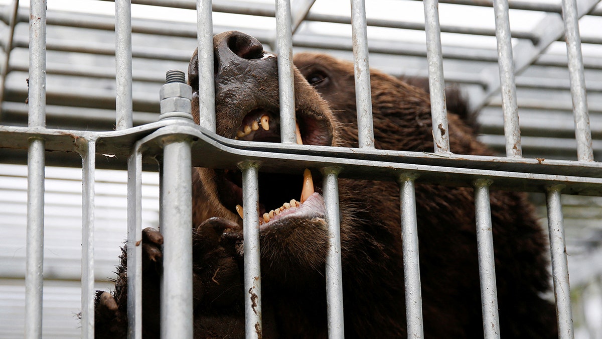 Japan deploys military after record bear attacks across country  at george magazine