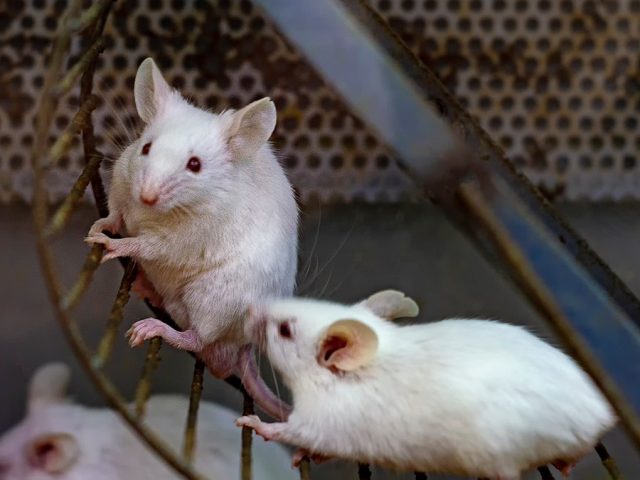 Diabetes prevention linked to specific type of exercise, study shows