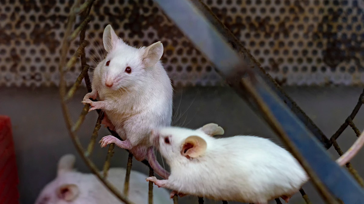 Diabetes prevention linked to specific type of exercise, study shows at george magazine