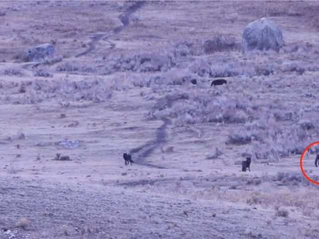 Man caught on camera approaching, spraying unknown substance toward Yellowstone wolves: rangers