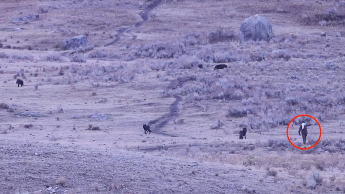 Man caught on camera approaching, spraying unknown substance toward Yellowstone wolves: rangers  at george magazine