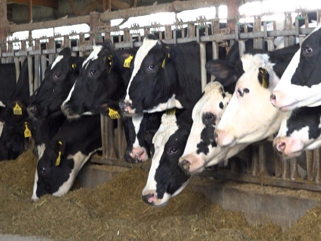 SEN TOM COTTON: America’s farmers are going bankrupt and we need to help them before it’s too late