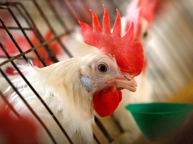 First-ever human case of rare bird flu strain confirmed in western US