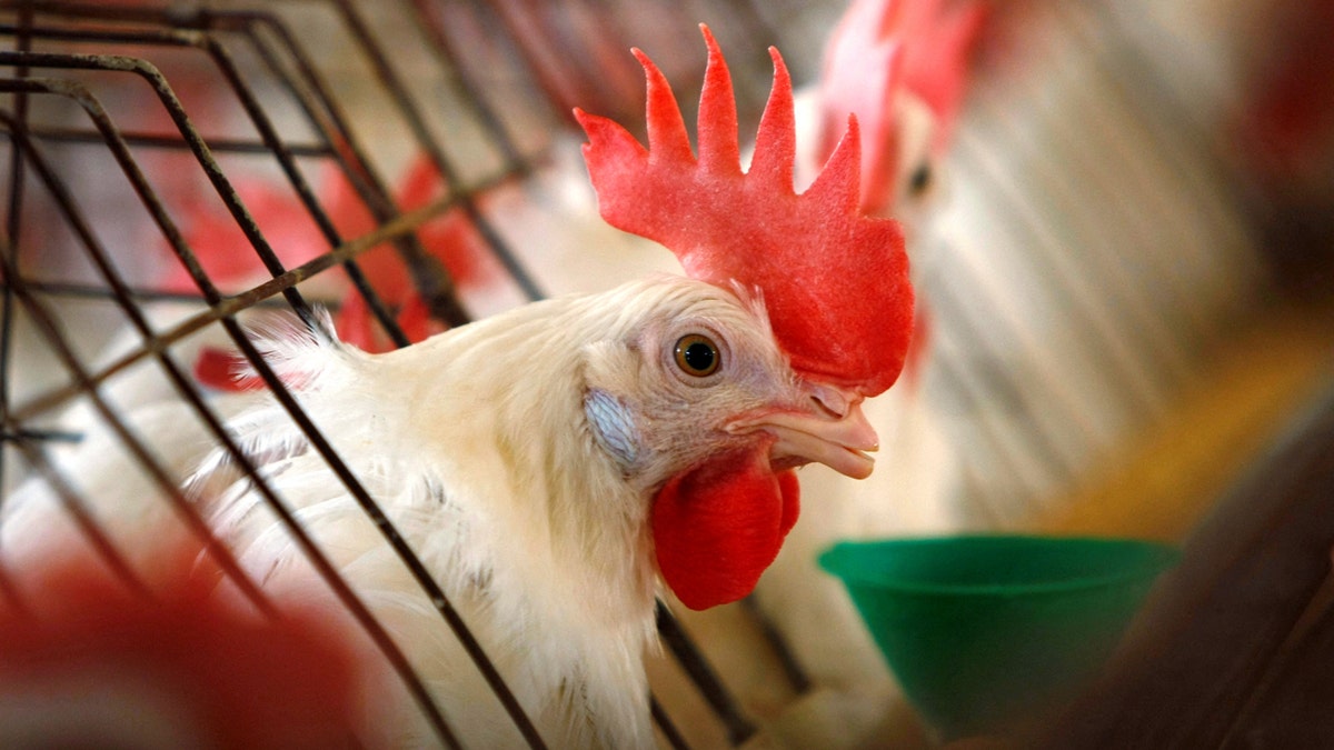 First-ever human case of rare bird flu strain confirmed in western US  at george magazine