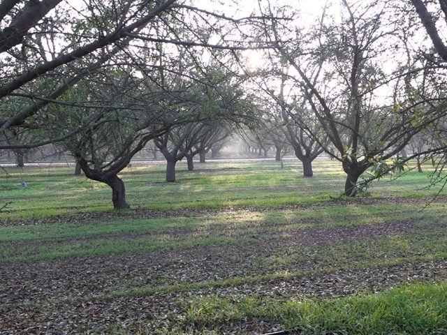 California farmers push back on Prop 50 as Democrats eye new House map