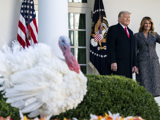 Trump kicks off Thanksgiving week with turkey pardon and Christmas tree arrival