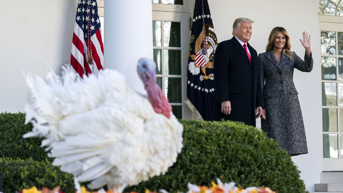 Trump kicks off Thanksgiving week with turkey pardon and Christmas tree arrival  at george magazine