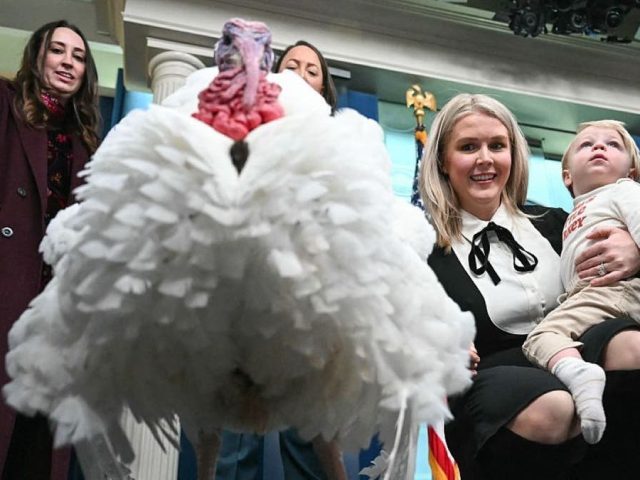 ‘Waddle’ the turkey faces press questions in White House briefing room ahead of presidential pardon