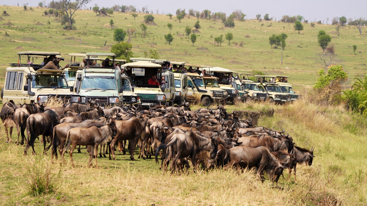 Urgent advisory for safari destination warns of 'terrorist violence' and risk of 'unrest' at george magazine