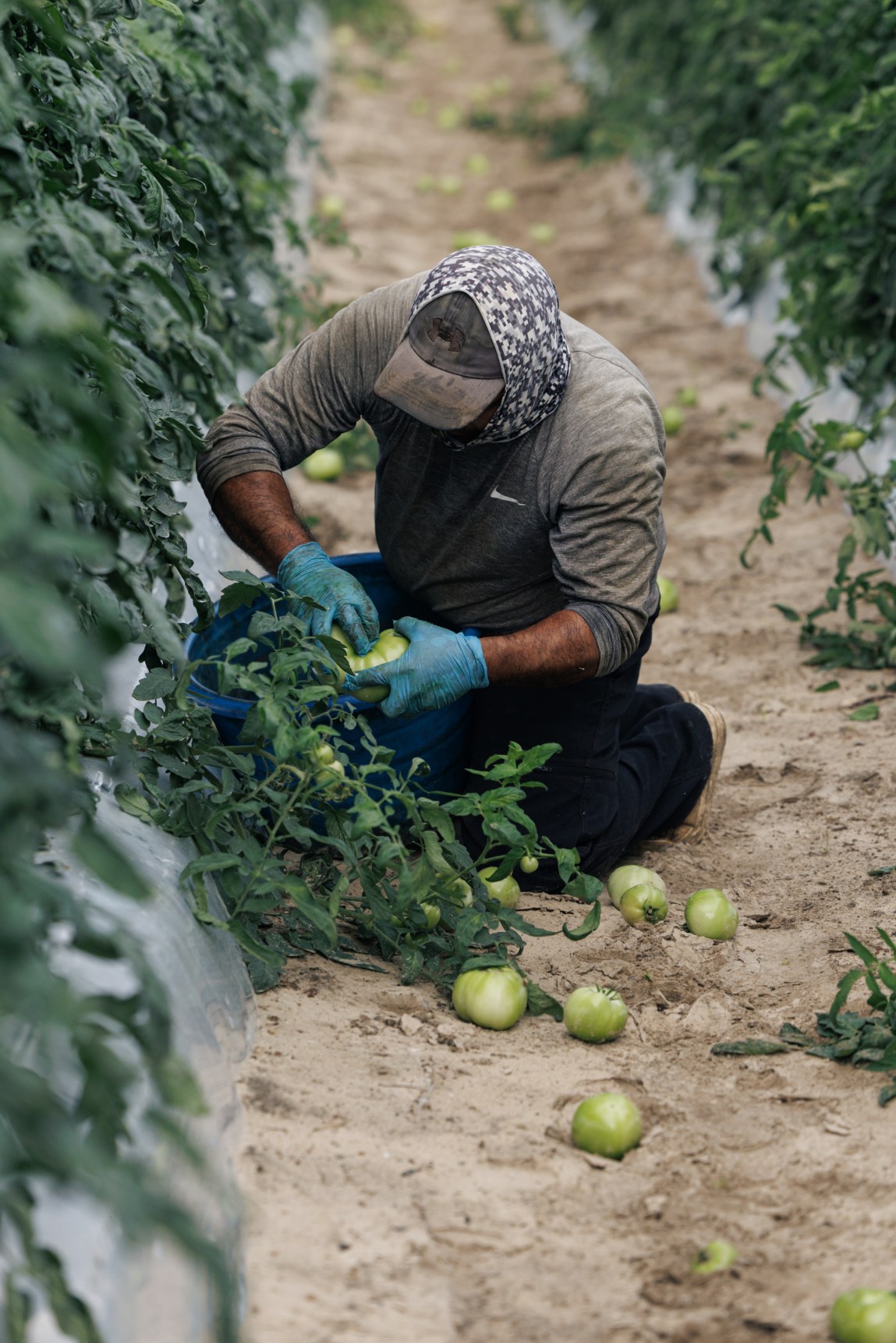 Farmworkers Are Frequently Exploited. But Few Farms Participate in a Program That Experts Say Could Prevent Abuse. at george magazine