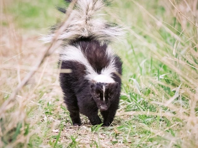 Michigan man dies of rabies after receiving kidney from infected donor who saved kitten from skunk: CDC