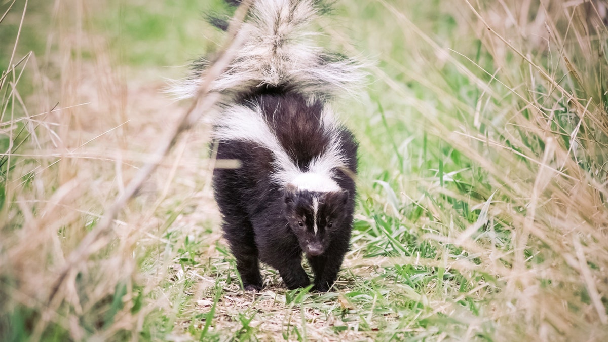 Michigan man dies of rabies after receiving kidney from infected donor who saved kitten from skunk: CDC at george magazine