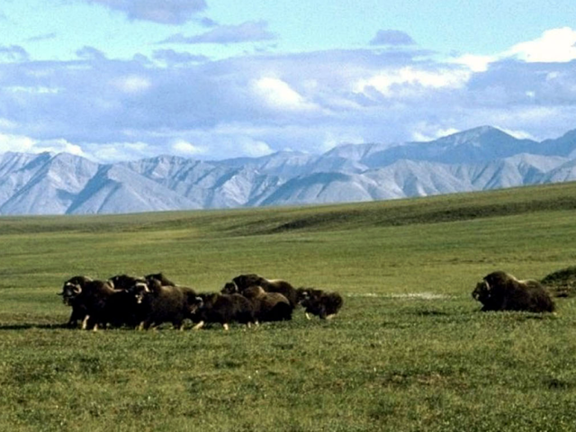 Alaska Natives defy Democrats, champion push to revive Arctic drilling that Biden shut down