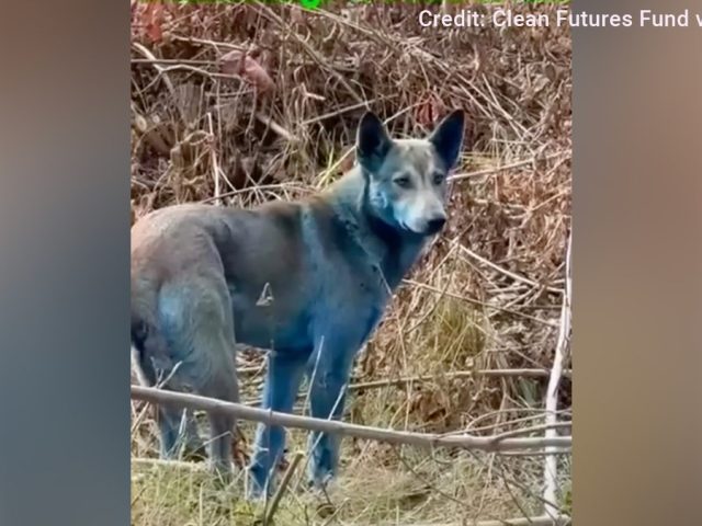 Expert reveals ‘likely’ reason behind Chernobyl’s mysterious blue dogs after viral photos