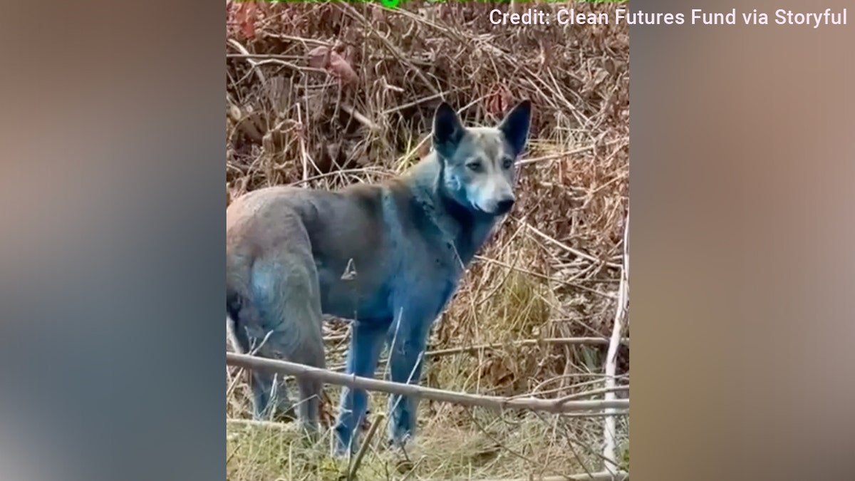 Expert reveals 'likely' reason behind Chernobyl’s mysterious blue dogs after viral photos  at george magazine