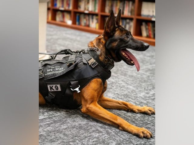 Illegal immigrant gang member killed police K-9 ‘Spike’ before officers returned fire in California: source
