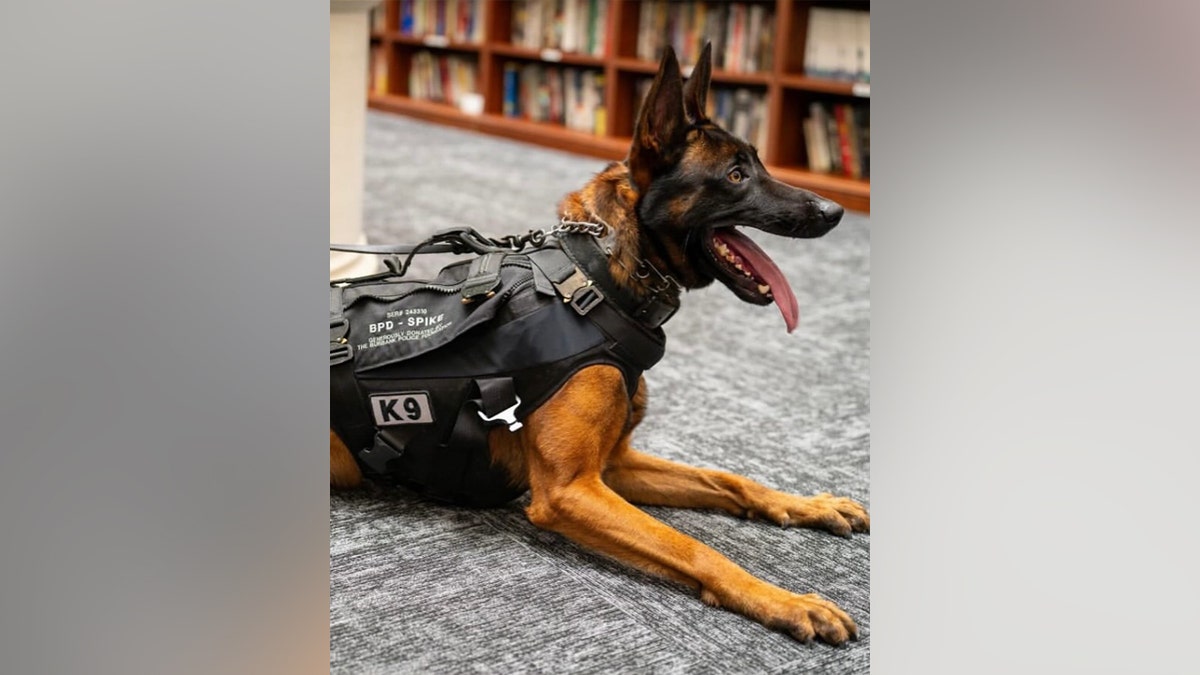 Illegal immigrant gang member killed police K-9 'Spike' before officers returned fire in California: source at george magazine