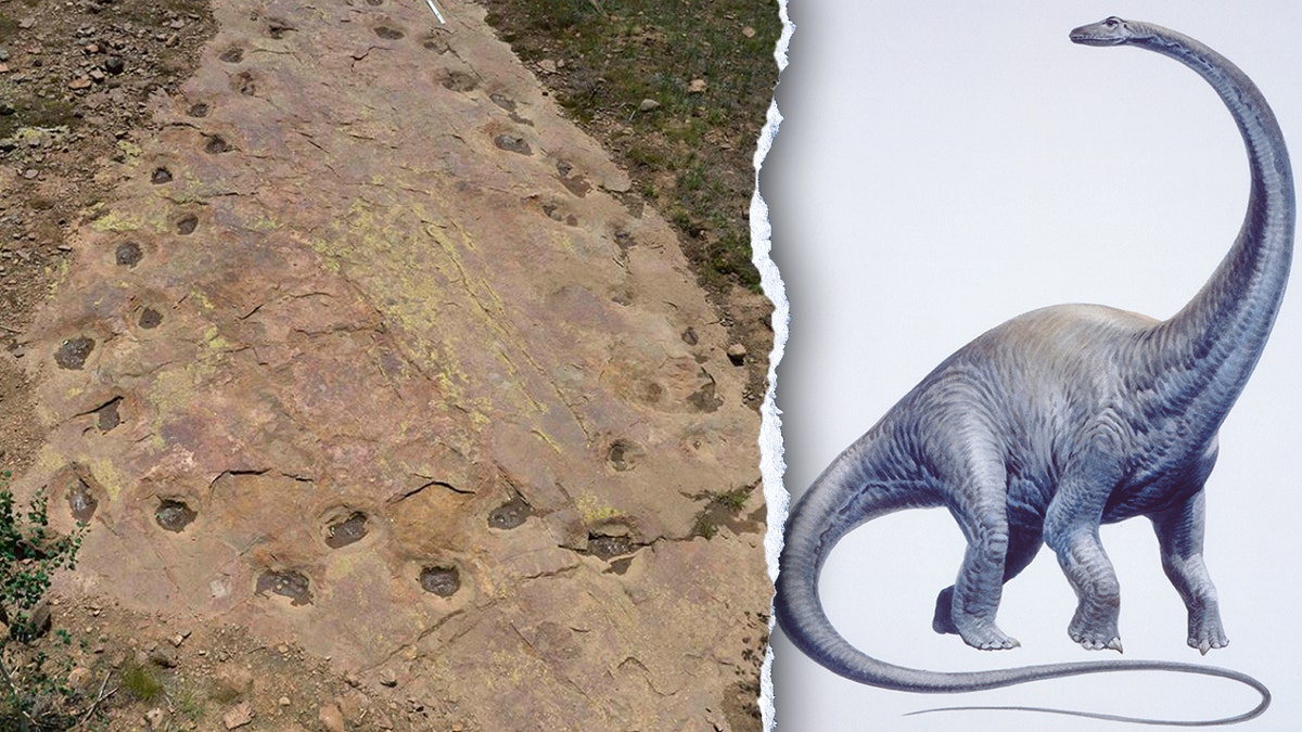 Limping dinosaur's twisted path puzzles paleontologists, 150 million years later: 'Very rare' at george magazine