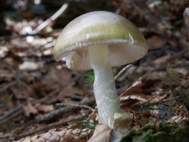 California health officials issue urgent warning to mushroom foragers after deadly poisoning outbreak