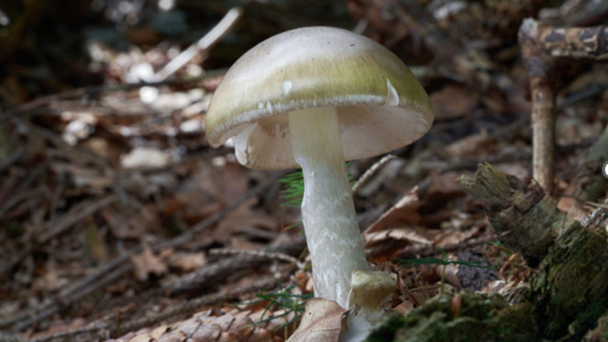 California health officials issue urgent warning to mushroom foragers after deadly poisoning outbreak  at george magazine