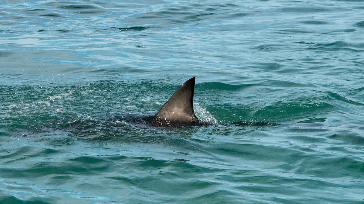 Swimmer vanishes after possible shark encounter off California coast during group outing at george magazine