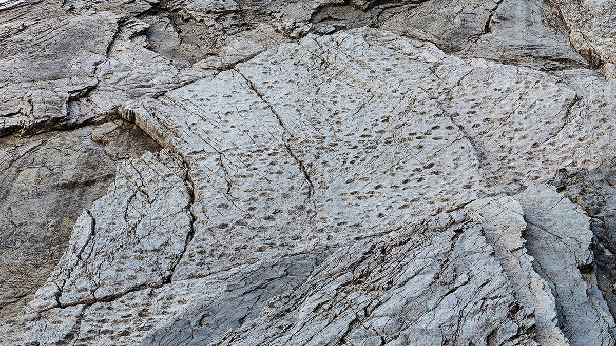 Winter Olympics venue near site of 20,000 dinosaur footprints, officials say at george magazine