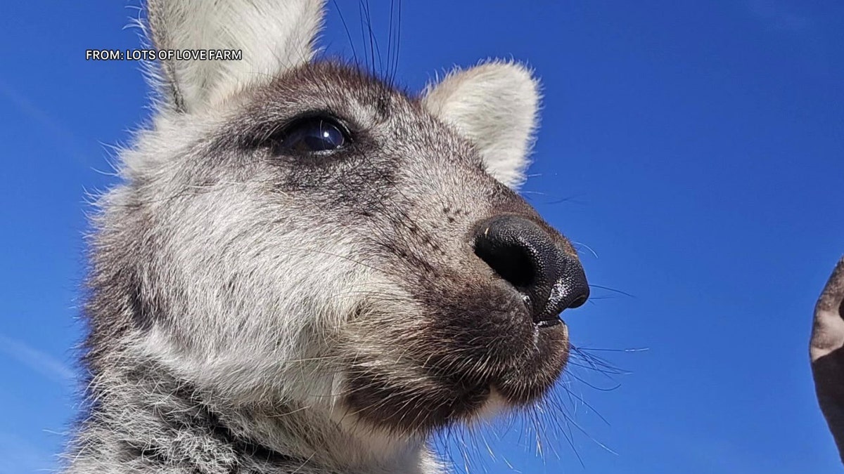 Drone search launched for runaway wallaby in New Jersey that can reach 35 mph: ‘They get hoppin’ at george magazine