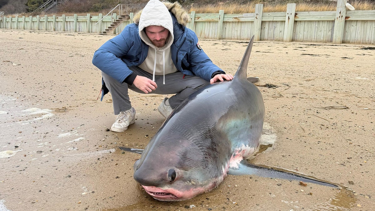 Massive 14-foot shark dies after being stranded on Massachusetts beach during migration at george magazine