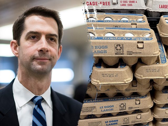 Cotton moves to loosen egg rules in bid to boost supply, ease affordability crunch