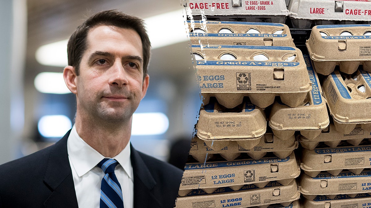 Cotton moves to loosen egg rules in bid to boost supply, ease affordability crunch at george magazine