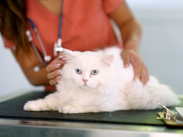 Breakthrough GLP-1 implant promises major weight-loss benefits for pets