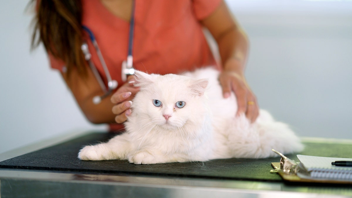 Breakthrough GLP-1 implant promises major weight-loss benefits for pets  at george magazine